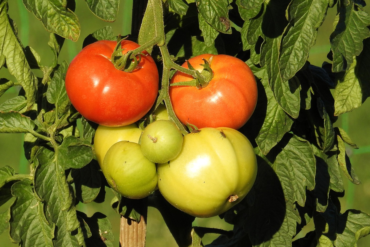 eigene Tomaten