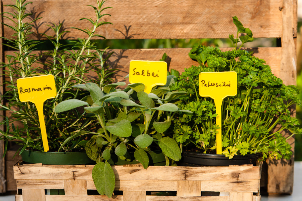 Vitaminreiche Gewürze So legen Sie ihr Beet an Haus, Hof & Garten