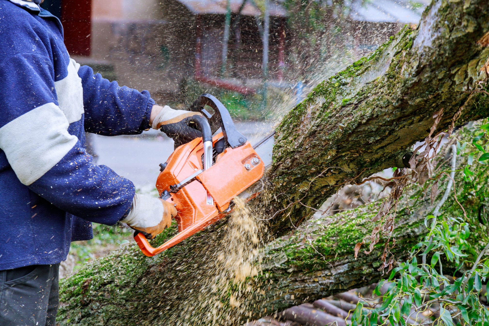 Beim Baum Fällen sind einige – auch gesetzliche Regeln – zu beachten. Foto photovs via Twenty20