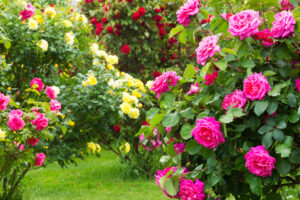 Rosen werden auch als die „Königin der Blumen“ bezeichnet. Foto © Digitalpress stock adobe